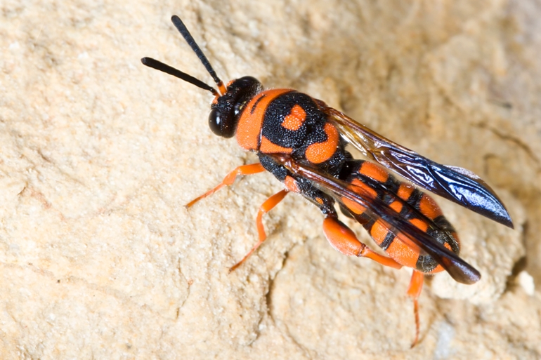 Leucospis miniata e  Vespidae Eumeninae color arancio di Malta